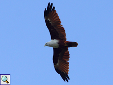 Brahminenweih (Brahminy Kite, Haliastur indus indus) Brahminenweih (Brahminy Kite, Haliastur indus indus)