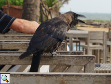 Glanzkrähe (House Crow, Corvus splendens protegatus)