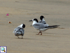 Flussseeschwalbe (Common Tern, Sterna hirundo)