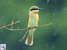 Blauschwanzspint (Blue-tailed Bee-Eater, Merops philippinus) Blauschwanzspint (Blue-tailed Bee-Eater, Merops philippinus)
