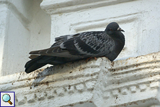 Stadttaube (Pigeon, Columba livia intermedia)
