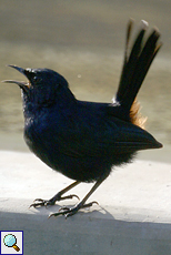 Strauchschmätzer (Black-backed Robin, Saxicoloides fulicata)