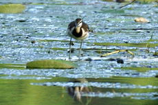 Wasserfasan (Pheasant-tailed Jacana, Hydrophasianus chirurgus)