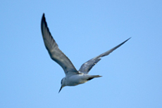 Weißbartseeschwalbe (Whiskered Tern, Chlidonias hybridus hybridus)