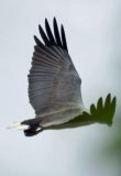Weißbauch-Seeadler