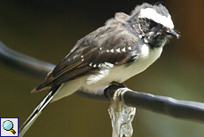Weißstirn-Fächerschwanz (White-browed Fantail, Rhipidura aureola compressirostris)