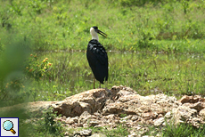 Wollhalsstorch (Woolly-necked Stork, Ciconia episcopus episcopus)