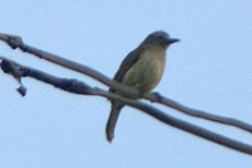 Zwerg-Raupenwürger (Common Woodshrike, Tephrodornis pondicerianus affinis)