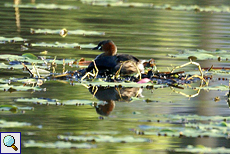 Zwergtaucher (Little Grebe, Tachybaptus ruficollis capensis)