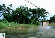 Nach dem Regen am Nachmittag des 12.11.2004 auf Tobago