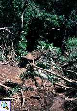 Nach einem Erdrutsch auf Little Tobago