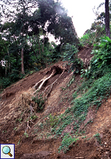 Erdrutsch aufgrund von Rodung, Tobago