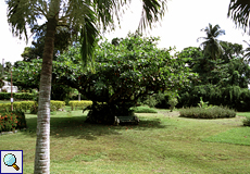 Botanical Garden auf Tobago