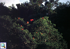 Scharlachsichler (Eudocimus ruber) in den Caroni Swamps auf Trinidad