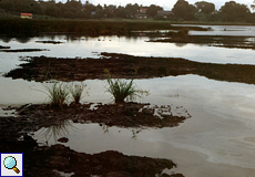 Der Pitch Lake (Asphaltsee) auf Trinidad