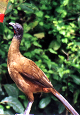 Rotschwanzguan (Ortalis ruficauda)