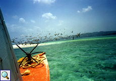 Pelican Island am Buccoo Reef, Tobago