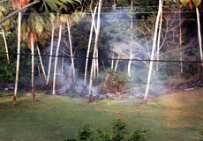 Unbestimmte Pflanze Nr. 13