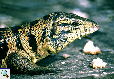 Goldteju (Tupinambis teguixin) am Asa Wright Nature Center