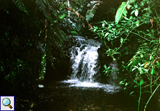 Natürlicher Pool am Asa Wright Nature Center