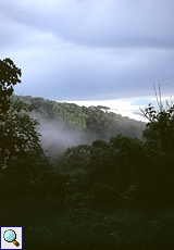Nebel im Regenwald des Arima-Tals