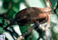 Rosttäubchen (Columbina talpacoti) am Asa Wright Nature Center