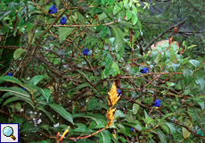 Ein Busch voller männlicher und weiblicher Purpurnaschvögel (Cyanerpes caeruleus) am Asa Wright Nature Center