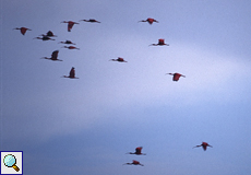 Fliegende Scharlachsichler (Eudocimus ruber) in den Caroni-Sümpfen