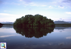 Insel in den Caroni-Sümpfen