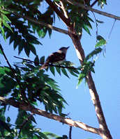 Braunschopftyrann oder Cayennetyrann (Myiarchus tyrannulus)