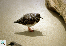 Steinwälzer (Arenaria interpres) am Strand von Speyside, Tobago