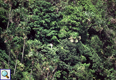 Rotschnabel-Tropikvogel (Phaethon aethereus) vor der Steilküsten-Vegetation auf Little Tobago