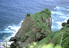 Felsen mit Vegetation auf Little Tobago