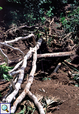 Nach einem Erdrutsch liegen auf Little Tobago entwurzelte Bäume am Hang