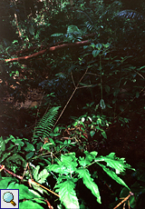 Der Wald im Main Ridge Forest Reserve auf Tobago