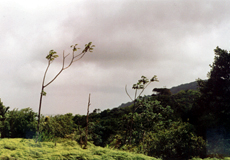 Lichtung im Regenwald, Main Ridge, Tobago