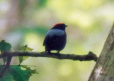 Männlicher Prachtpipra (Chiroxiphia pareola) im Main Ridge Forest Reserve auf Tobago