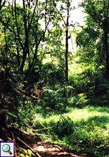 Pflanzengemeinschaft im Regenwald, Main Ridge Forest Reserve, Tobago