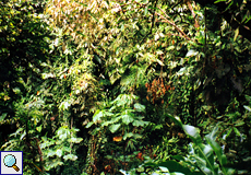 Grünes Dickicht im Regenwald, Main Ridge, Tobago