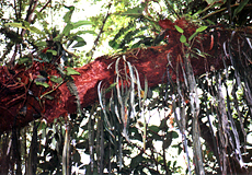 Epiphytenbewuchs im Regenwald im Main Ridge Forest Reserve auf Tobago
