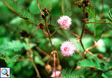 Mimose (Sensitive Plant, Mimosa pudica)