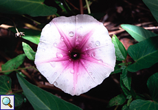 Zierwinde (Star Glory, Ipomoea sp.)