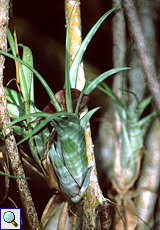 Tillandsia flexuosa