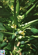 Papayabaum (Papapya Tree, Carica papaya)