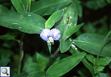 Commelina erecta (White Mouth Dayflower)