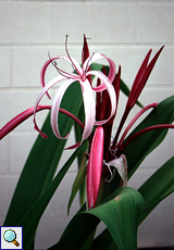 Crinum angustum