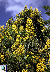 Cassia spectabilis