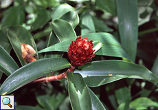 Zieringwer (Spiral Ginger, Costus sp.)