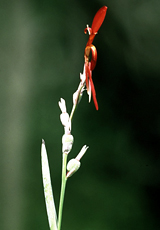Indisches Blumenrohr (Indian shot, Canna indica)