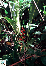 Helikonie (Lobster Claw, Heliconia bihai)